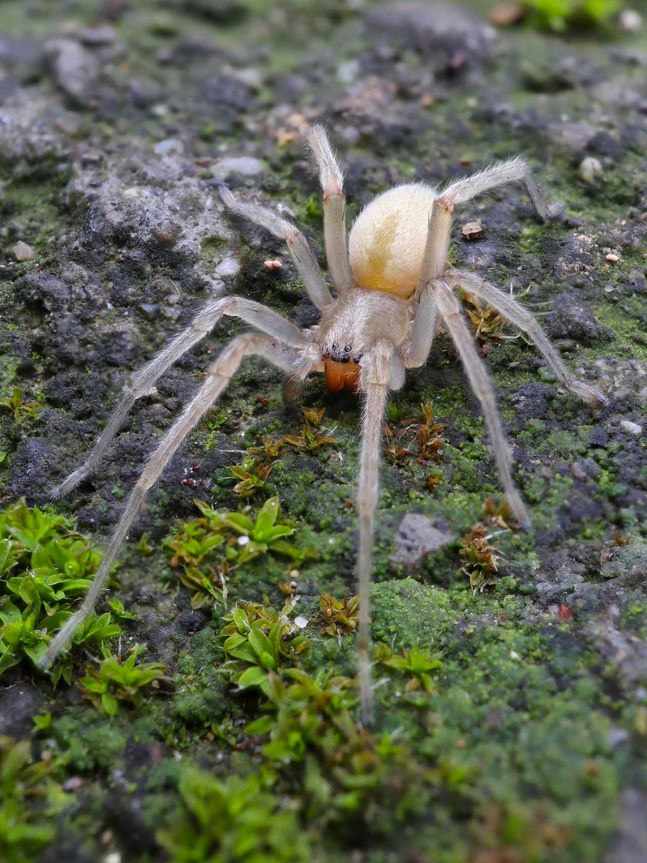 Cheiracanthium mildei - Portovenere (SP)